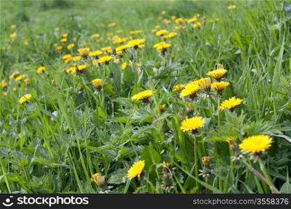 Green meadow, yellow dandelion, herb and nettles