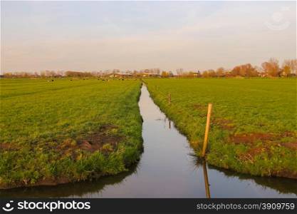 Green meadows and the canal near farm in Netherlands.
