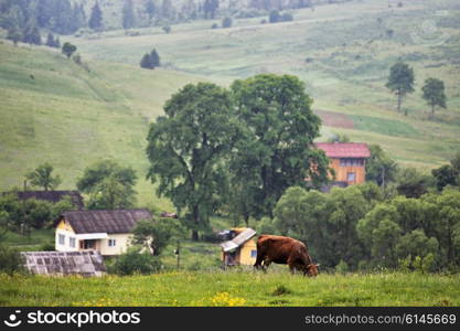 green meadows in a hills with a cow