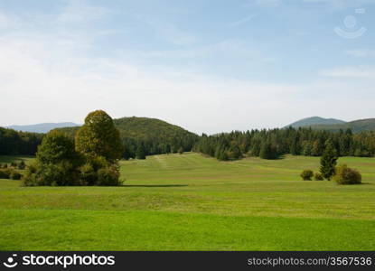 Green meadows landscape with forest