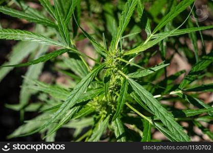 Green medicinal plant cannabis blooming at blurred background close up