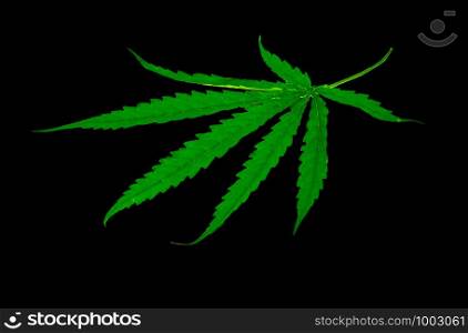 Green medicinal plant cannabis leaf at black background close up
