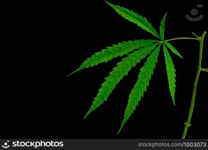 Green medicinal plant cannabis leaf at black background close up