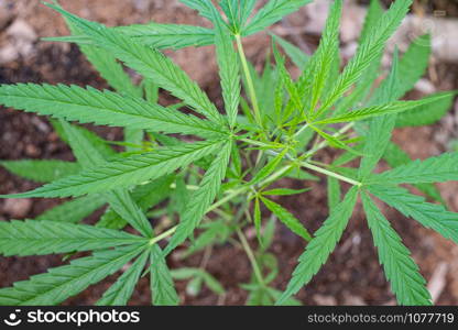 Green medicinal plant cannabis leaf at blured background close up