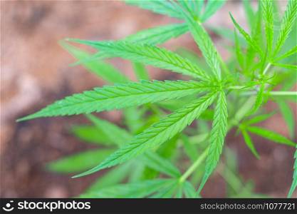 Green medicinal plant cannabis leaf at blured background close up