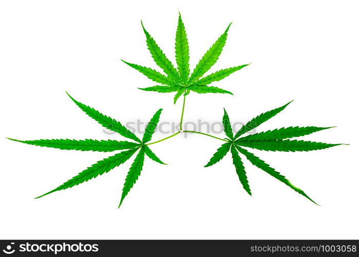 Green medicinal plant cannabis leaf at white background close up