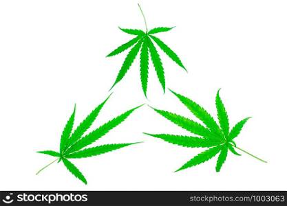 Green medicinal plant cannabis leaf at white background close up