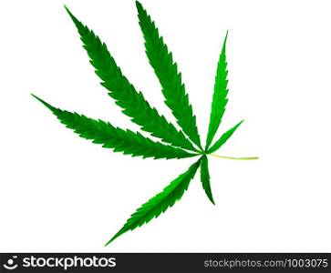 Green medicinal plant cannabis leaf at white background close up