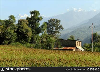 Green millet field and farm house in Nepal
