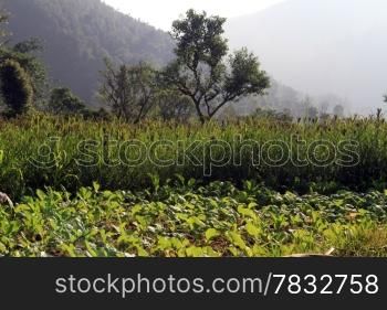 Green millet field and trees in Nepal, Asia