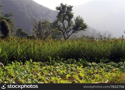 Green millet field and trees in Nepal, Asia