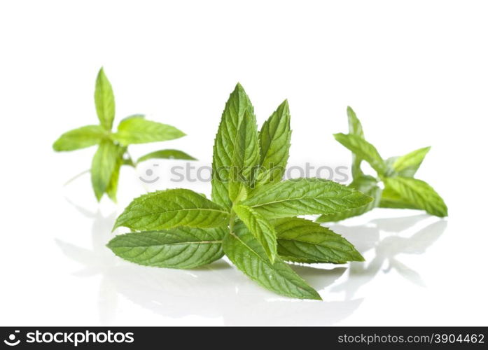 green mint isolated on white