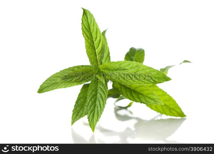 green mint isolated on white