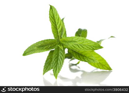 green mint isolated on white