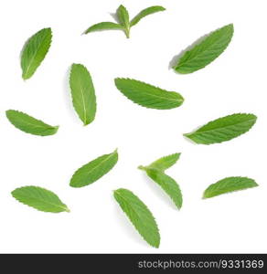 Green mint leaf on white isolated background, close up