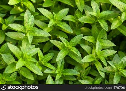 Green Mint leaves background.