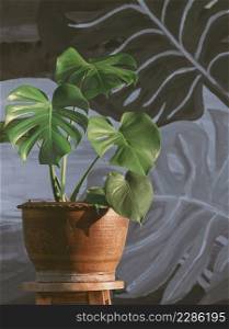 Green Monstera Deliciosa plant is growing in clay potted on blurred monochrome wall background in home gardening area