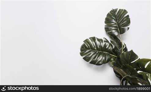 green monstera leaves white backdrop. Resolution and high quality beautiful photo. green monstera leaves white backdrop. High quality beautiful photo concept