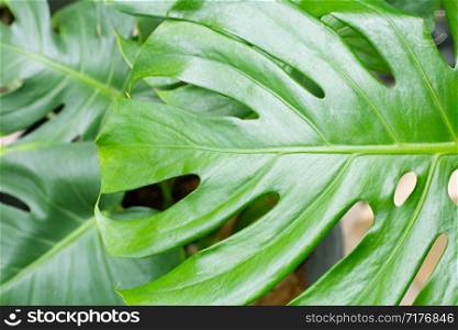 Green monstera plant leaves background.