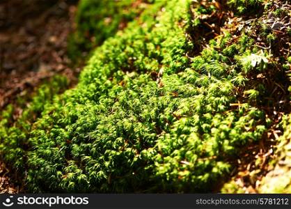 Green moss background at forest