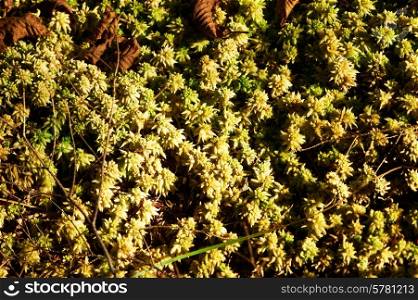 Green moss background at forest