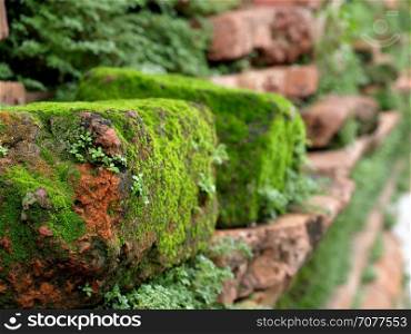 Green moss background beautiful in nature.Closeup of moss on brick wall