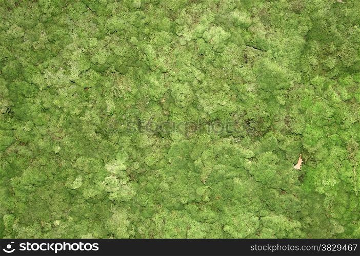 green moss background in nature