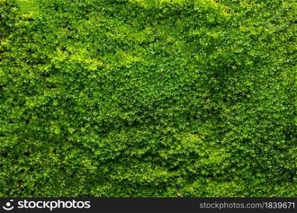 Green Moss background, mossy texture