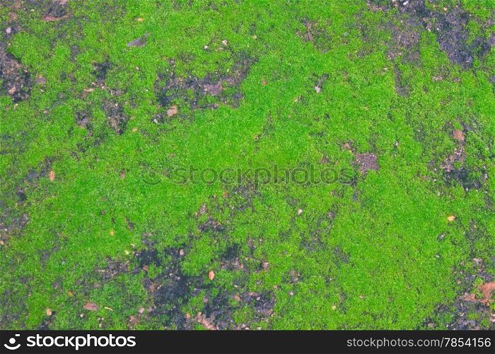 Green moss backgruond close up on ground