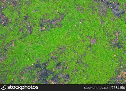 Green moss backgruond close up on ground