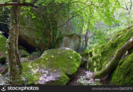 green moss covered stone in the spring forest