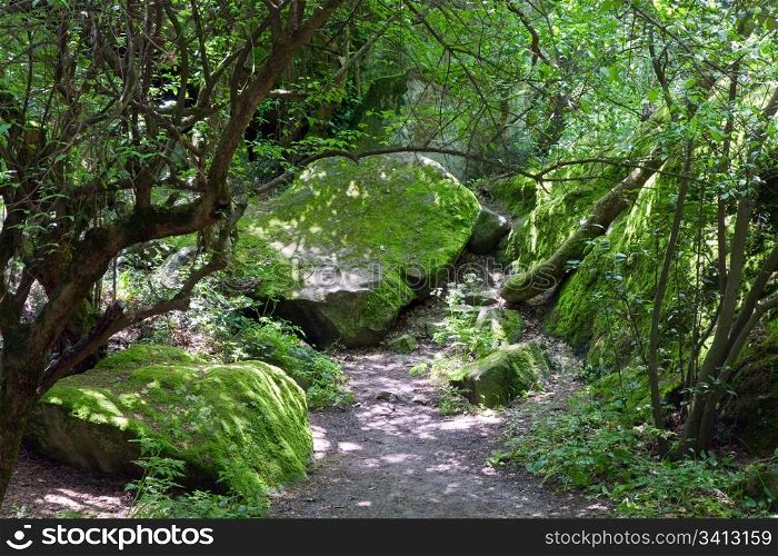 green moss covered stone in the spring forest
