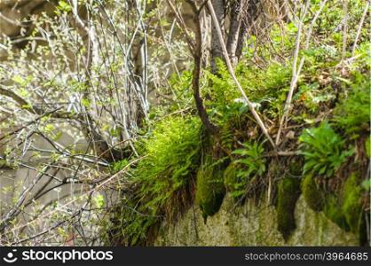 Green moss growing on a rock. landscape