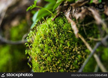 Green moss growing on a rock. Macro