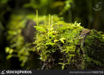 green moss growing tree branch costa rica