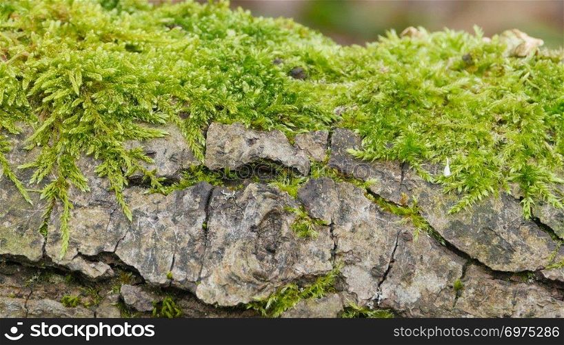 green moss grows on the cracked surface of the stone macro shot. green moss on cracked stone