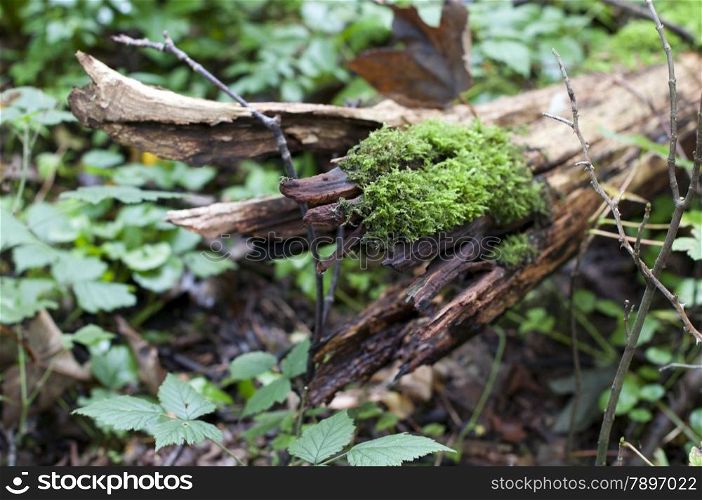 green moss in the forest on a piece of wood