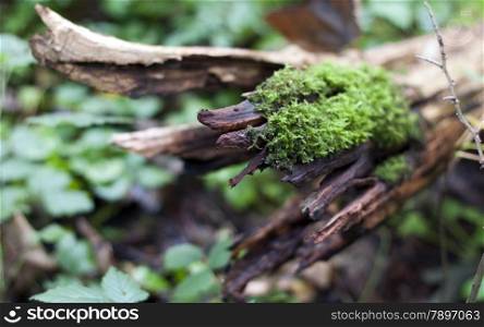 green moss in the forest on a piece of wood