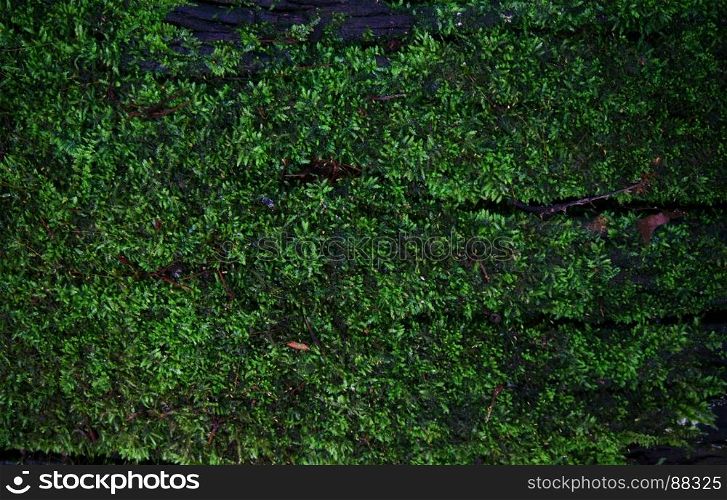 Green moss lichen background texture beautiful in nature with copy space.