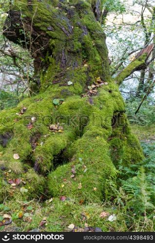 Green moss lichen generously growing on base of tree.