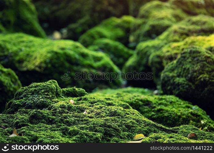 Green moss, naturally beautiful in the rainforest.