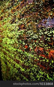 Green moss on a wet brick wall