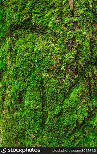 green moss on bark