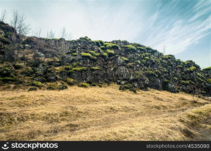 Green moss on black cliffs in the Thingvellir national park in Iceland