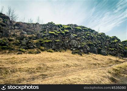 Green moss on black cliffs in the Thingvellir national park in Iceland