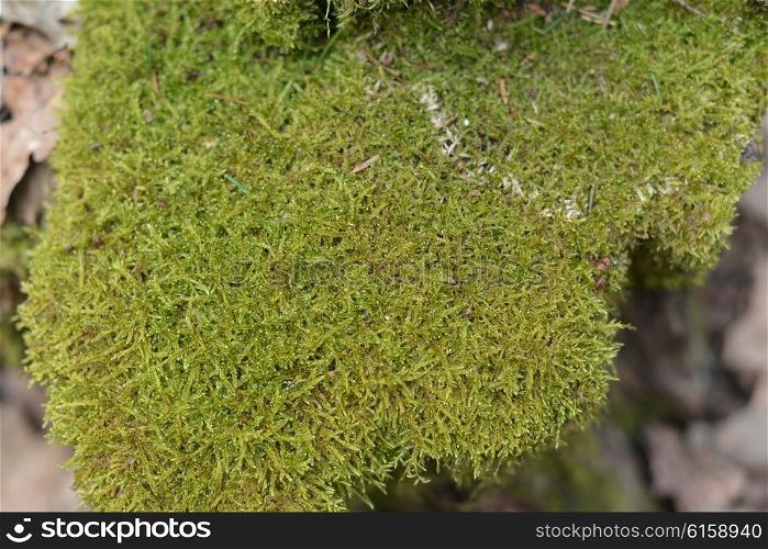 green moss on old stump