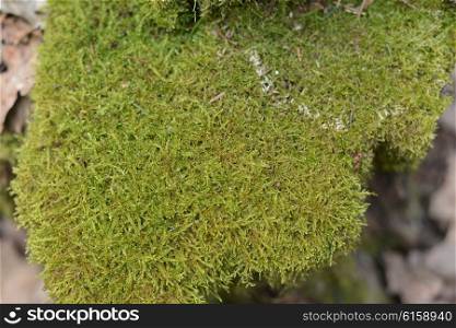 green moss on old stump