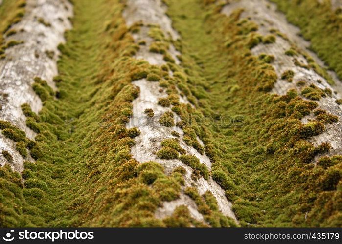 green moss on slate. Closeup of moss. Moss texture. green moss on slate. Closeup of moss.
