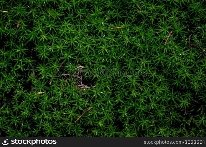 Green moss on stone in a summer forest