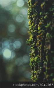 green moss on the bark of a tree with bokeh background